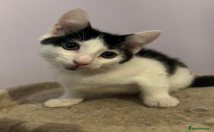 Mixed Breed cats - Advert 8