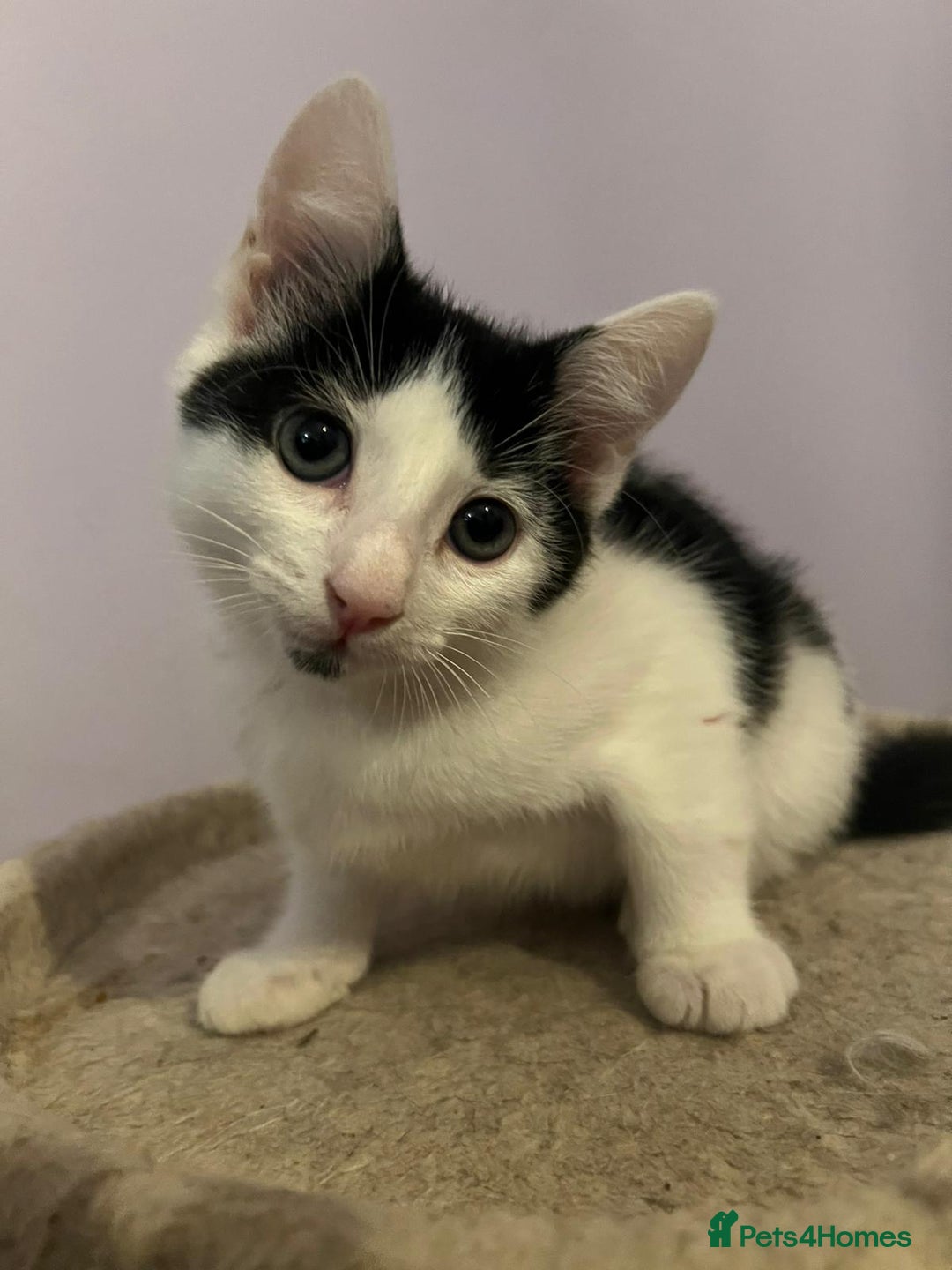 Mixed Breed cats for adoption: Twig the rescue kitten deserves a forever home - Image 1