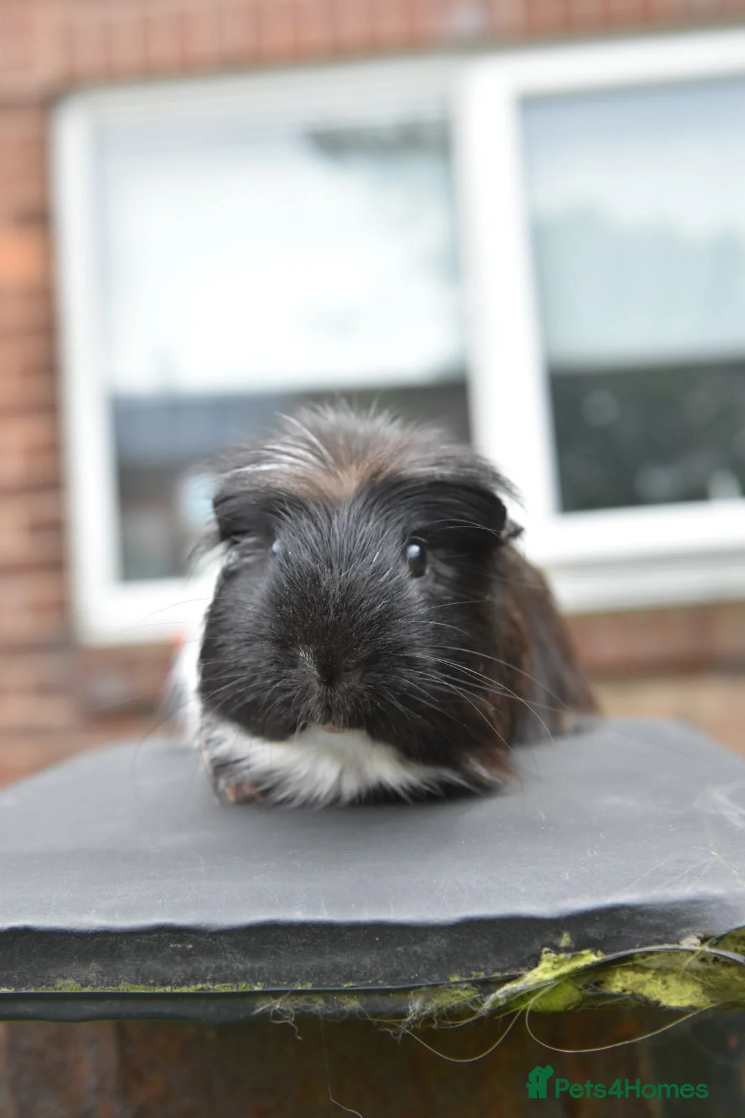Guinea Pig rodents for sale: Guinea Pigs Looking For New Homes - Advert 2