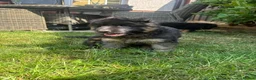 German Shepherd dogs for sale: Stunning GSD working line puppies  - Advert 9