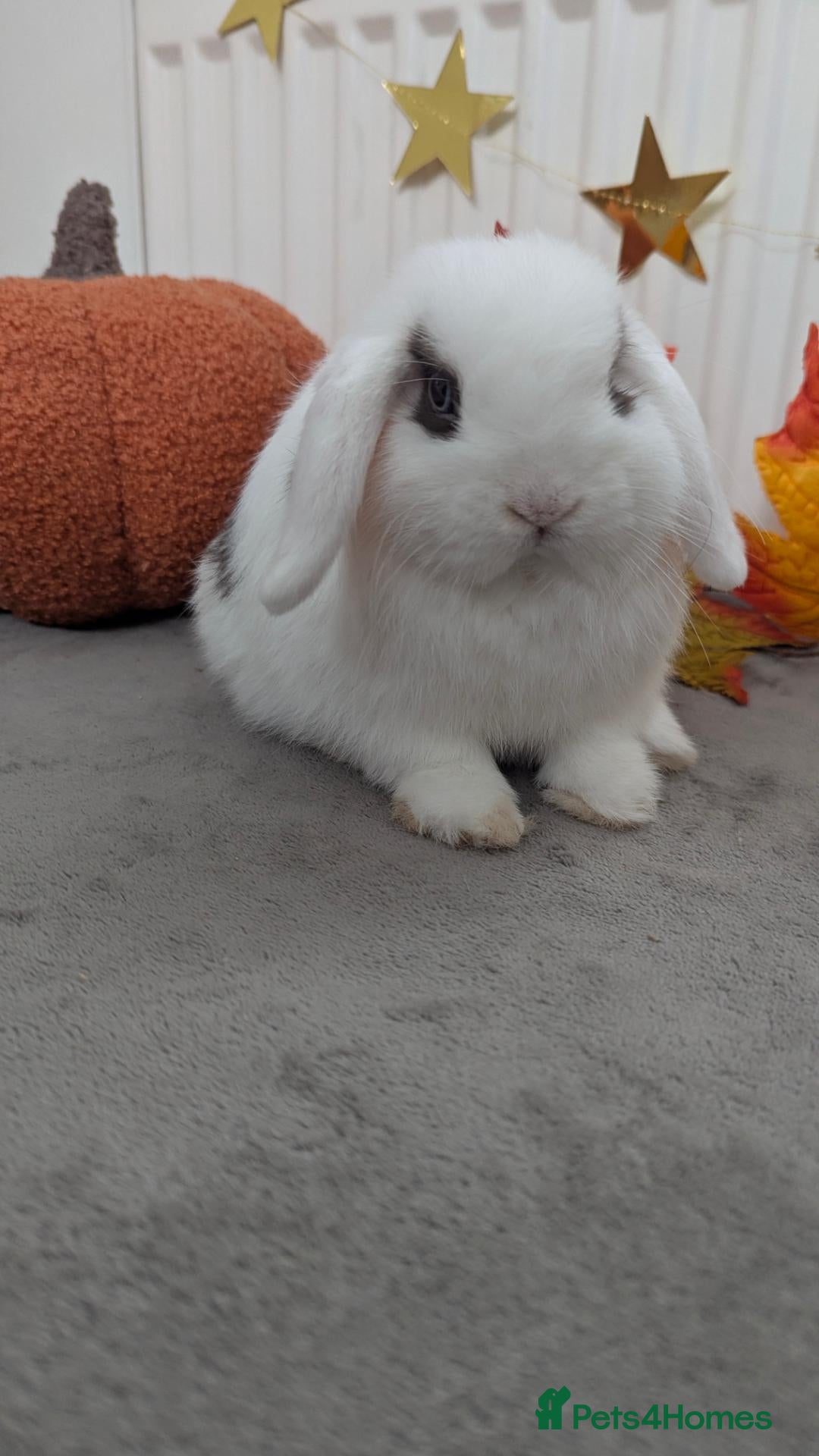 Mini Lop rabbits Mini lop ready for their new home - Advert 4