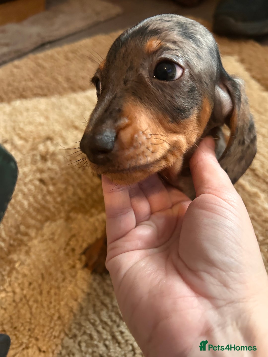 Miniature Dachshund dogs for sale: Dachshund puppies boys and girls ready now - Advert 15