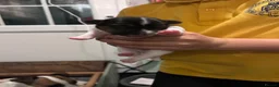 Jack Russell dogs for sale: Beautiful Jack Russell Puppies  in Hailsham - Advert 4