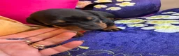 Miniature Dachshund dogs for sale: Dachshund miniature smooth hair pups - Advert 23