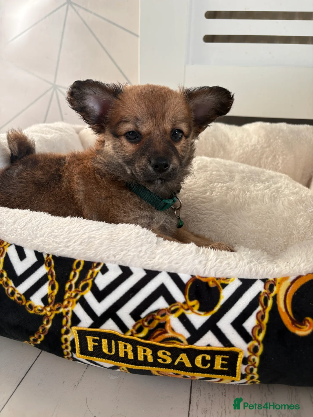 Mixed Breed dogs for sale: Italian volpino x deer head chihuahua puppies  - Advert 19
