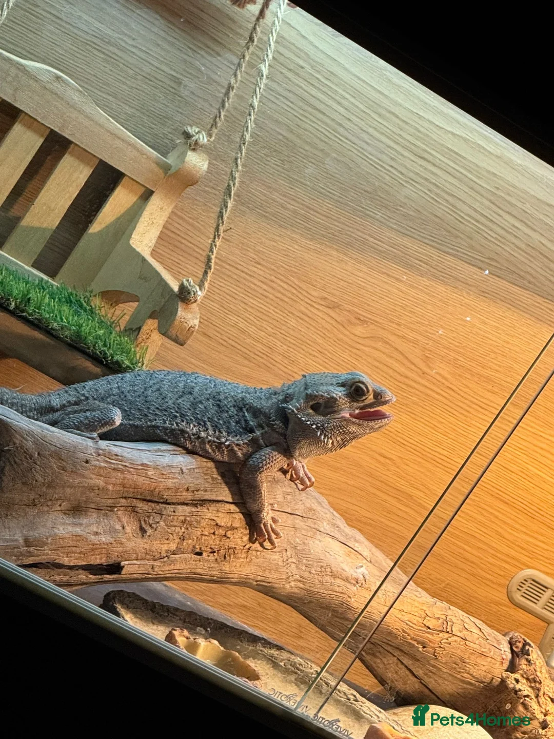 Bearded Dragon reptiles for sale: Bearded dragon  - Advert 8