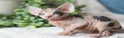 Sphynx cats for sale: Beautiful Pedigree Sphynx Kittens  - Advert 33