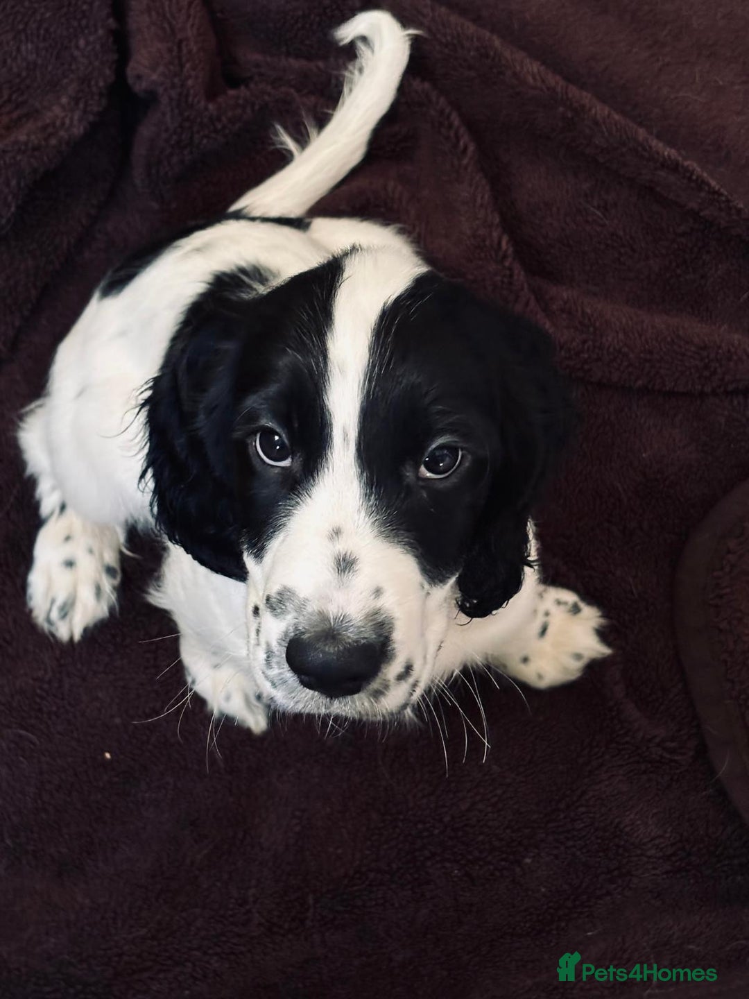 Cocker Spaniel dogs for sale: Our last pup - Ready now - KC Reg cocker spaniel! - Advert 5