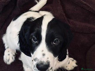 Cocker Spaniel dogs Our last pup - Ready now - KC Reg cocker spaniel! - Advert 1