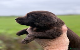 Cocker Spaniel dogs for sale: One Ready Now plus Younger Pups - Image 9