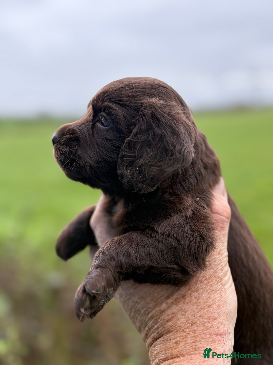 Cocker Spaniel dogs for sale: One Ready Now plus Younger Pups - Image 9