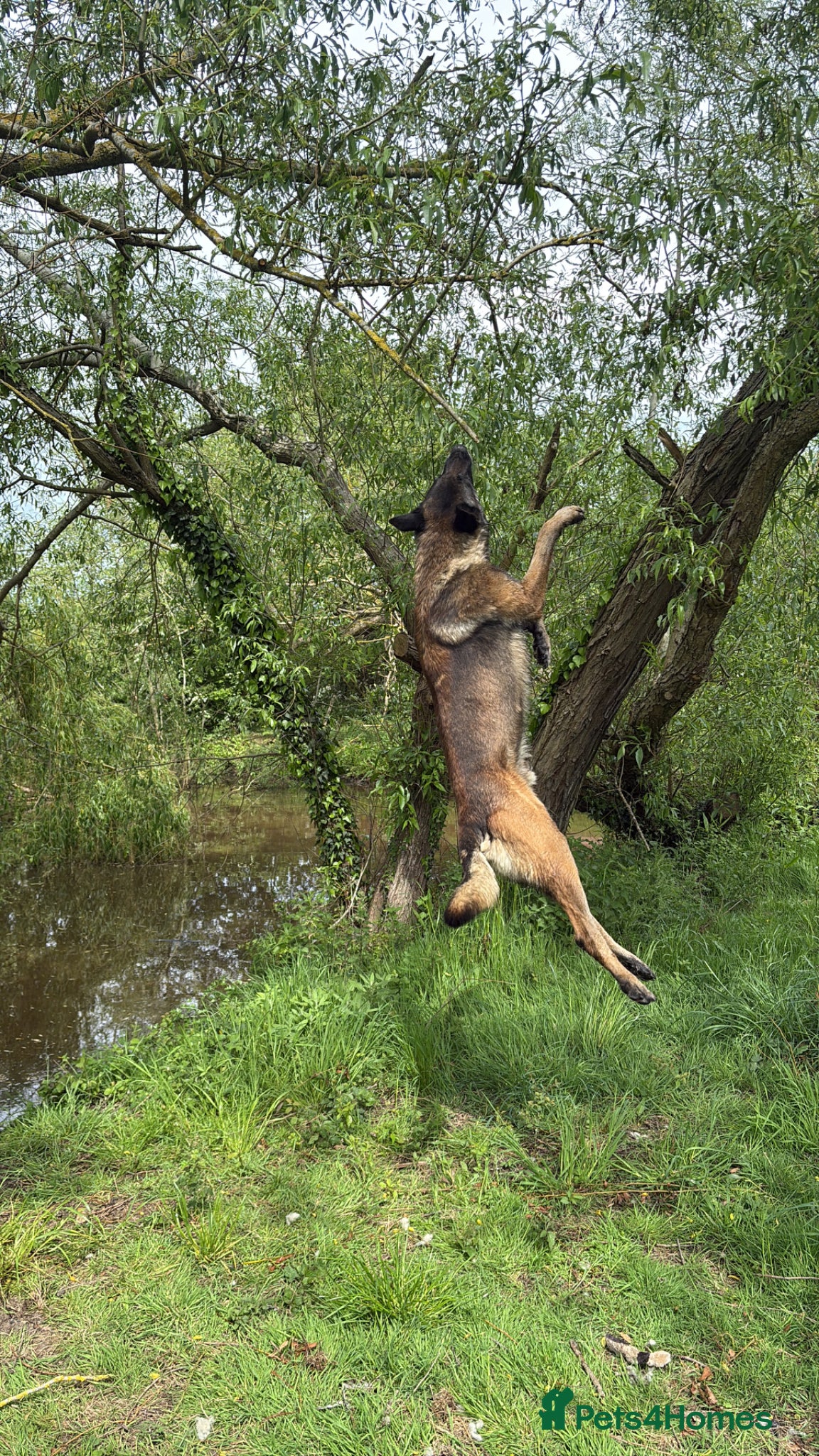 Belgian Shepherd Dog dogs for sale: **READY NOW** Belgian Mallinois Pups - Advert 13