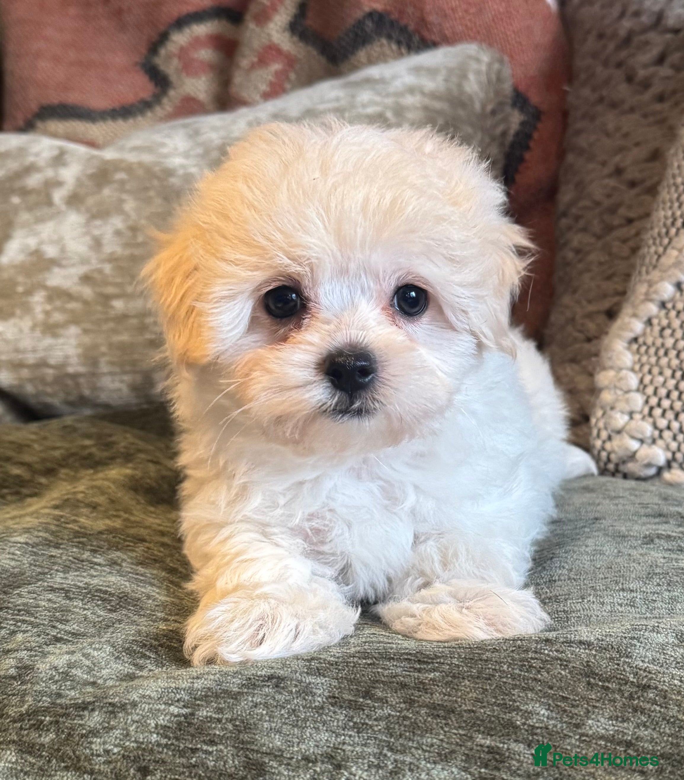 Maltipoo dogs Toy Maltipoo puppies - Advert 4