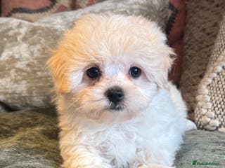 Maltipoo dogs Toy Maltipoo puppies - Advert 4