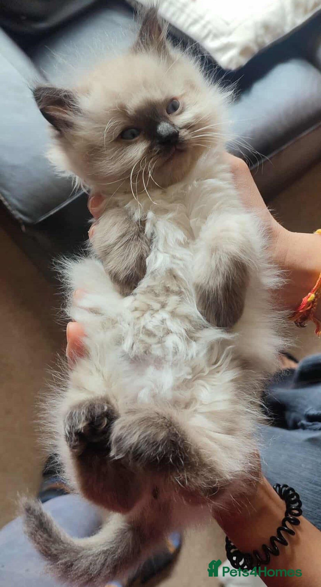 Ragdoll cats for sale: Beautiful Ragdoll kittens - Image 6