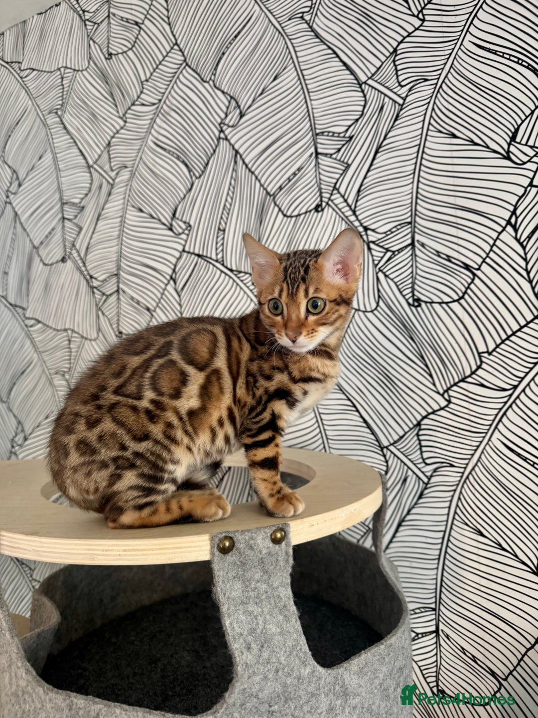 Bengal cats for sale: Stunning male Bengal  - Advert 8