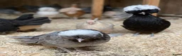 Chickens poultry for sale: Female bantams- Silkies, Polish, Pekins and Booted - Advert 7