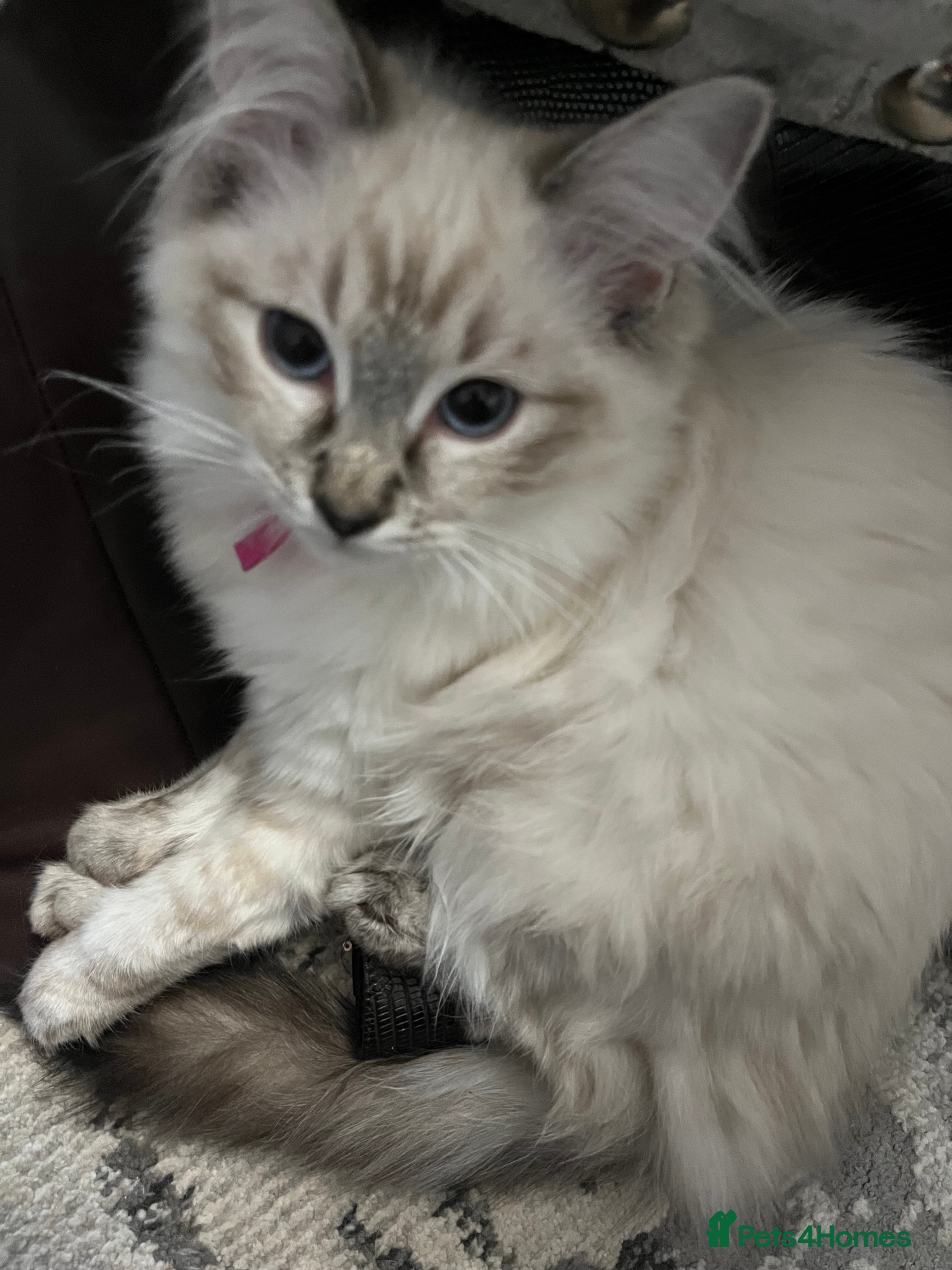 Ragdoll cats Beautiful GCCF seal lynx ragdoll kitten - Advert 1