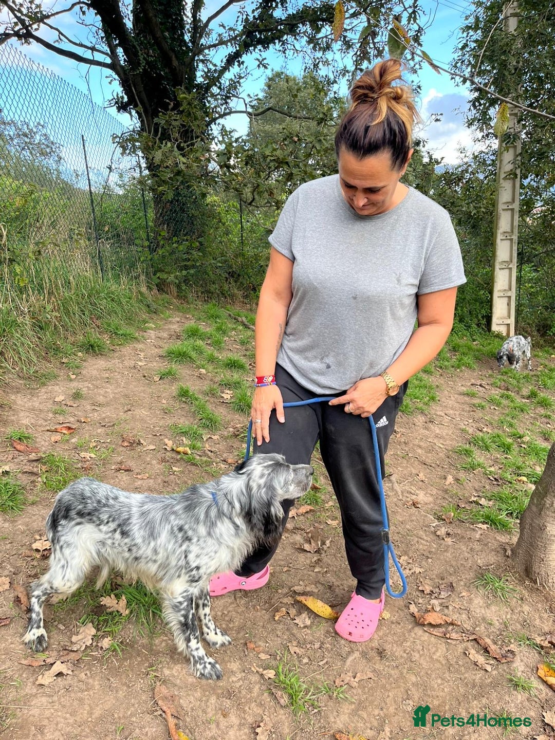 English Setter dogs for adoption: Cata  - Image 6