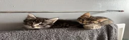 Bengal cats for sale: Two beautiful kittens  in Carterton - Advert 5