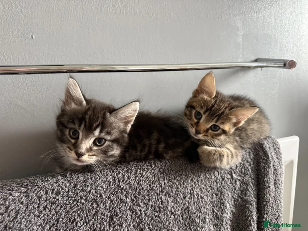 Bengal cats for sale: Two beautiful kittens  in Carterton - Advert 5