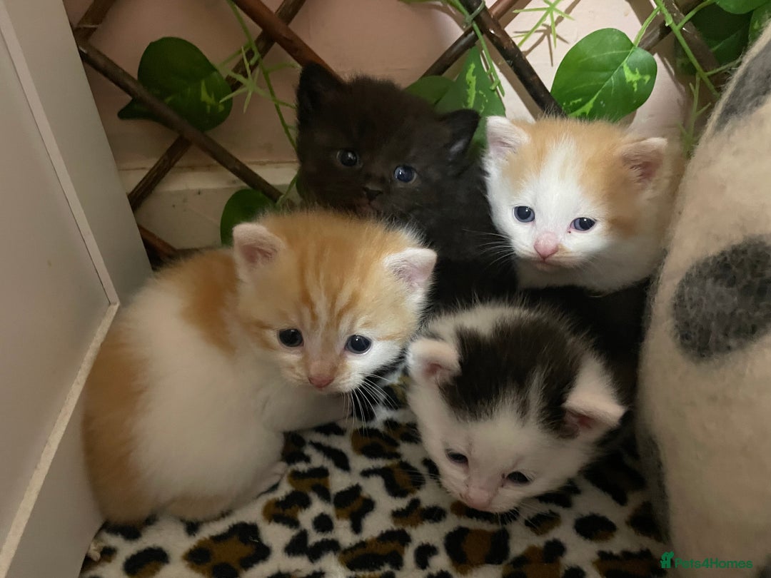 Mixed Breed cats for sale: 4 beautiful half persian kittens - Image 5