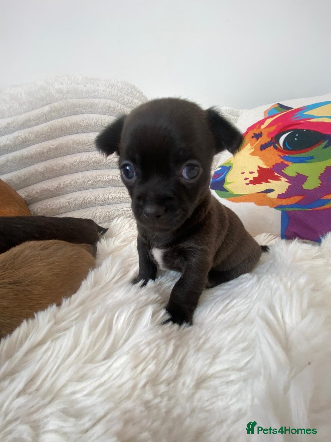 Chihuahua dogs for sale: Absolutely Stunning Little Chihuahua Puppies - Image 26
