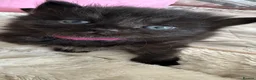 Russian Blue cats for sale: Gorgeous healthy loving kittens - Advert 7