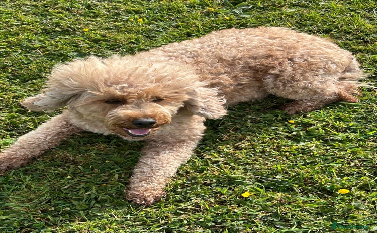 Cavapoo dogs - Advert 15
