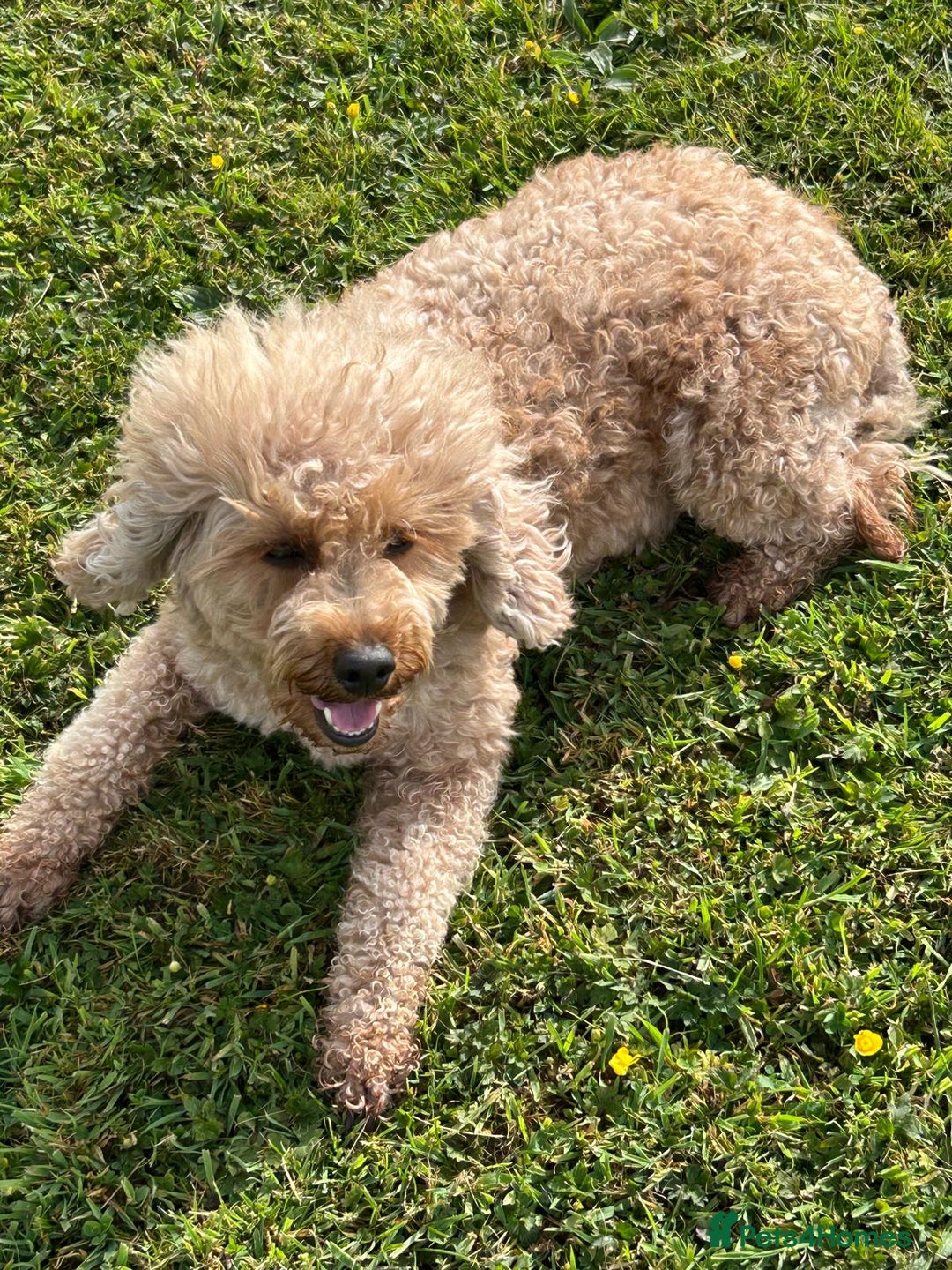 Cavapoo dogs for sale: 🐶 A special Girl requires a special home - Image 1