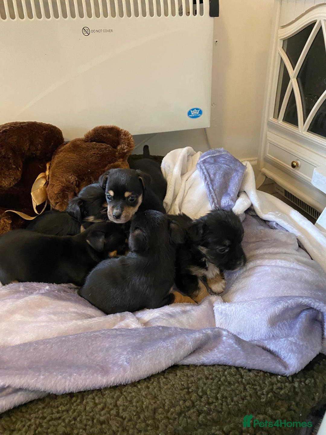 Jack Russell dogs for sale: Beautiful jacket Russell puppies for sale  - Advert 5