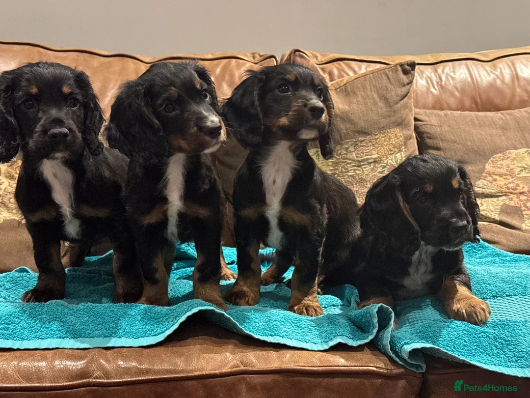 Cocker Spaniel dogs for stud: Dark red KC fully health tested working cockerstud in Sevenoaks - Advert 2
