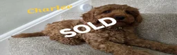 Cavapoo dogs for sale: Cavapoos Fb1.  READY TO LEAVE NOW ***** - Advert 20