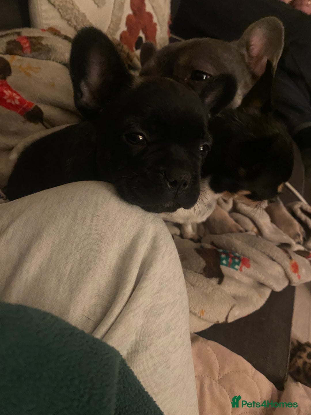 French Bulldog dogs for sale: Adorable male French bulldog puppy ready now - Advert 10
