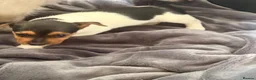 Jack Russell dogs for sale: Super Jack Russell puppies - Advert 2