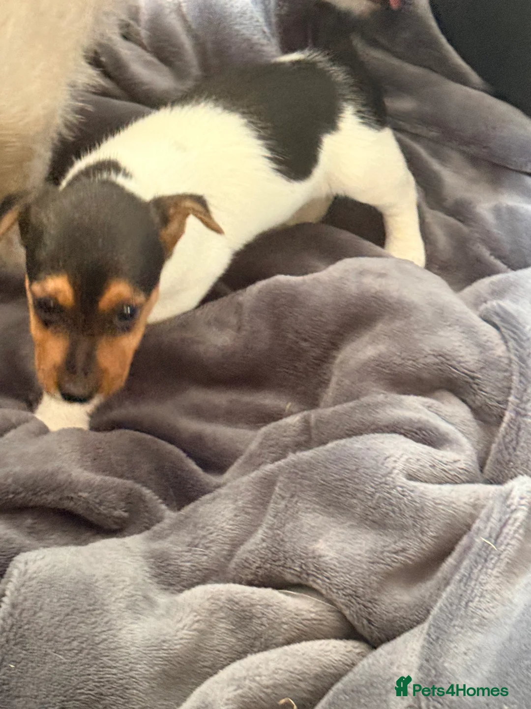 Jack Russell dogs for sale: Super Jack Russell puppies - Advert 2