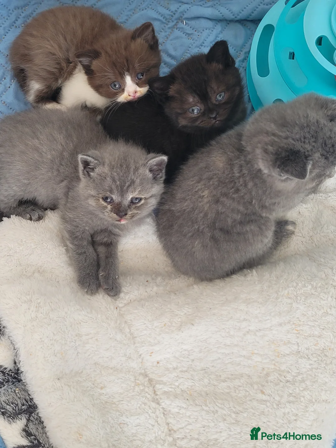 British Shorthair cats for sale: Chunky blue boys - Advert 7