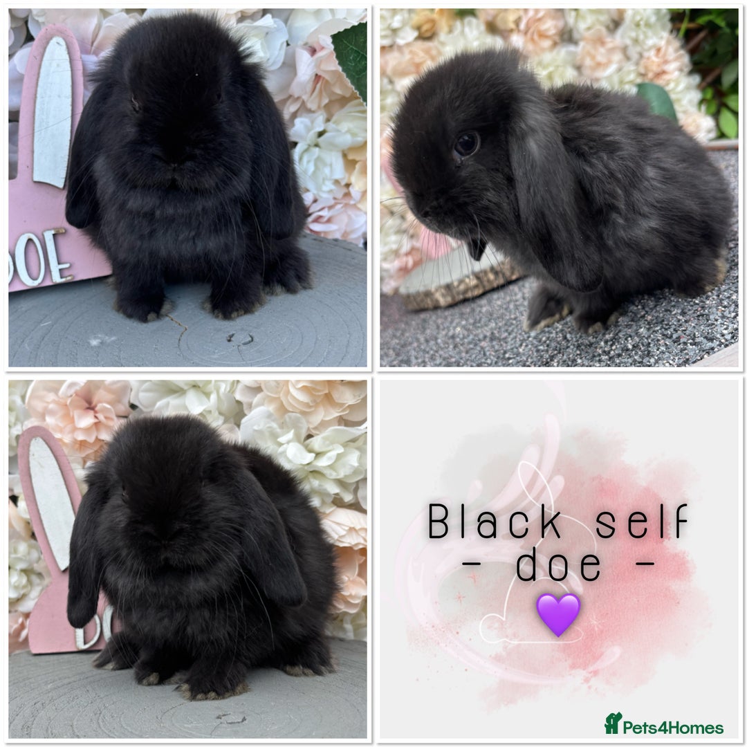 Mini Lop rabbits for sale: 🌟🌟 mini lop babies 🌟🌟 - Image 8