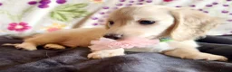 Miniature Dachshund dogs for sale: Cream long haired kc ready to go now - Advert 1