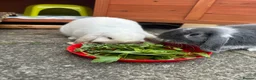 Mixed Breed rabbits for sale: Bobby & Nancy, Female Rabbits  in Sandbach - Advert 3