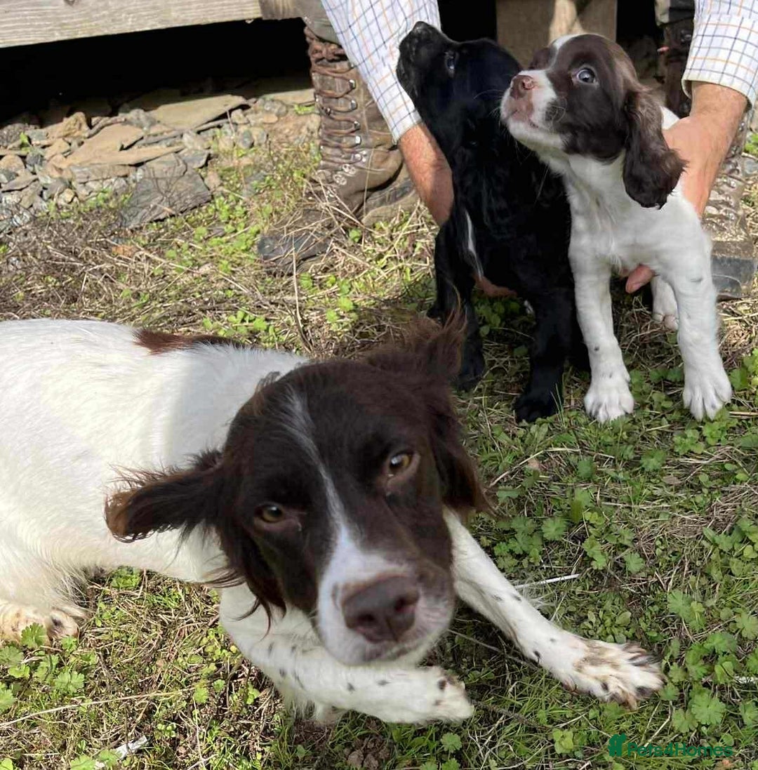 Sprocker dogs for sale: Beautiful Litter of Sprocker Spaniel Puppies - Image 9