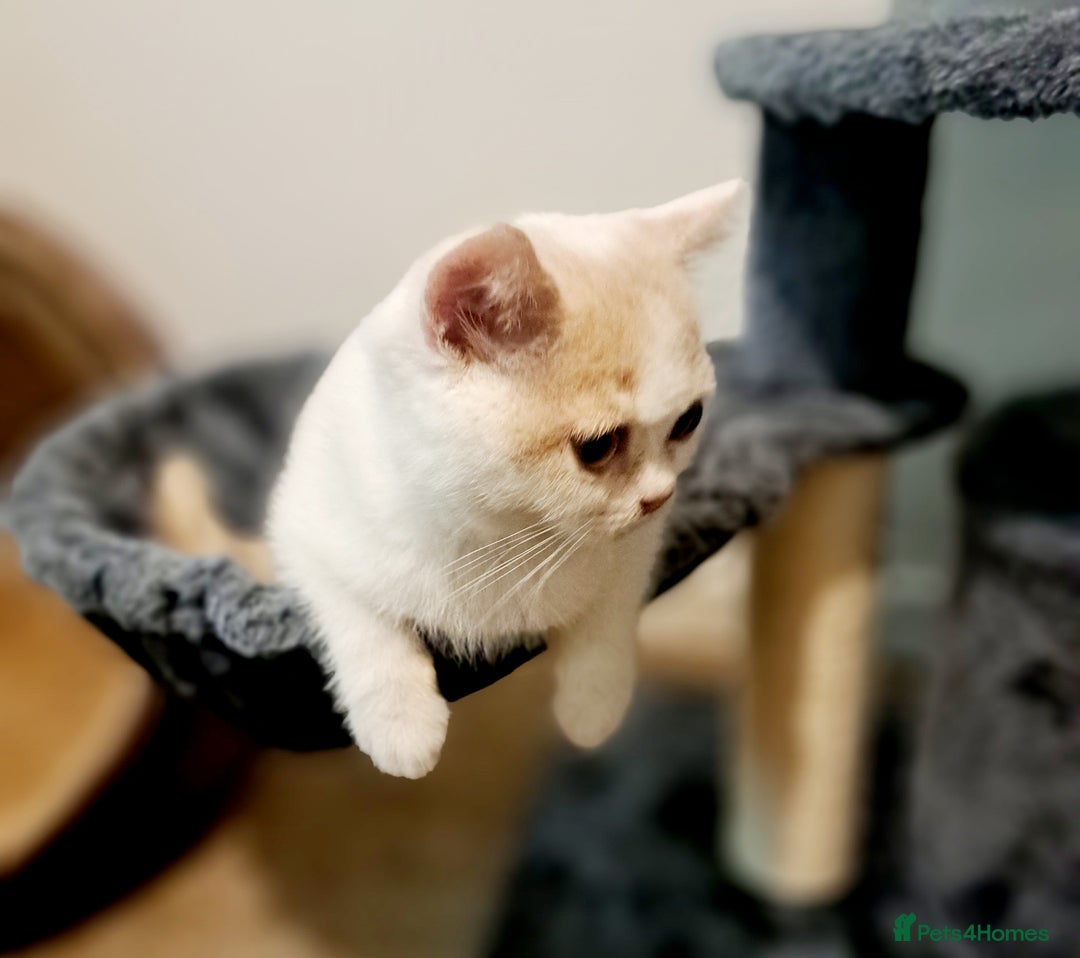 British Shorthair cats for sale: British Shorthair Cream and White Harlequin Male - Image 7