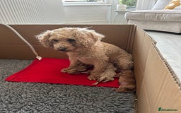 Cavapoochon dogs for sale: 5* Gorgeous F1b Cavapoochons - Image 11