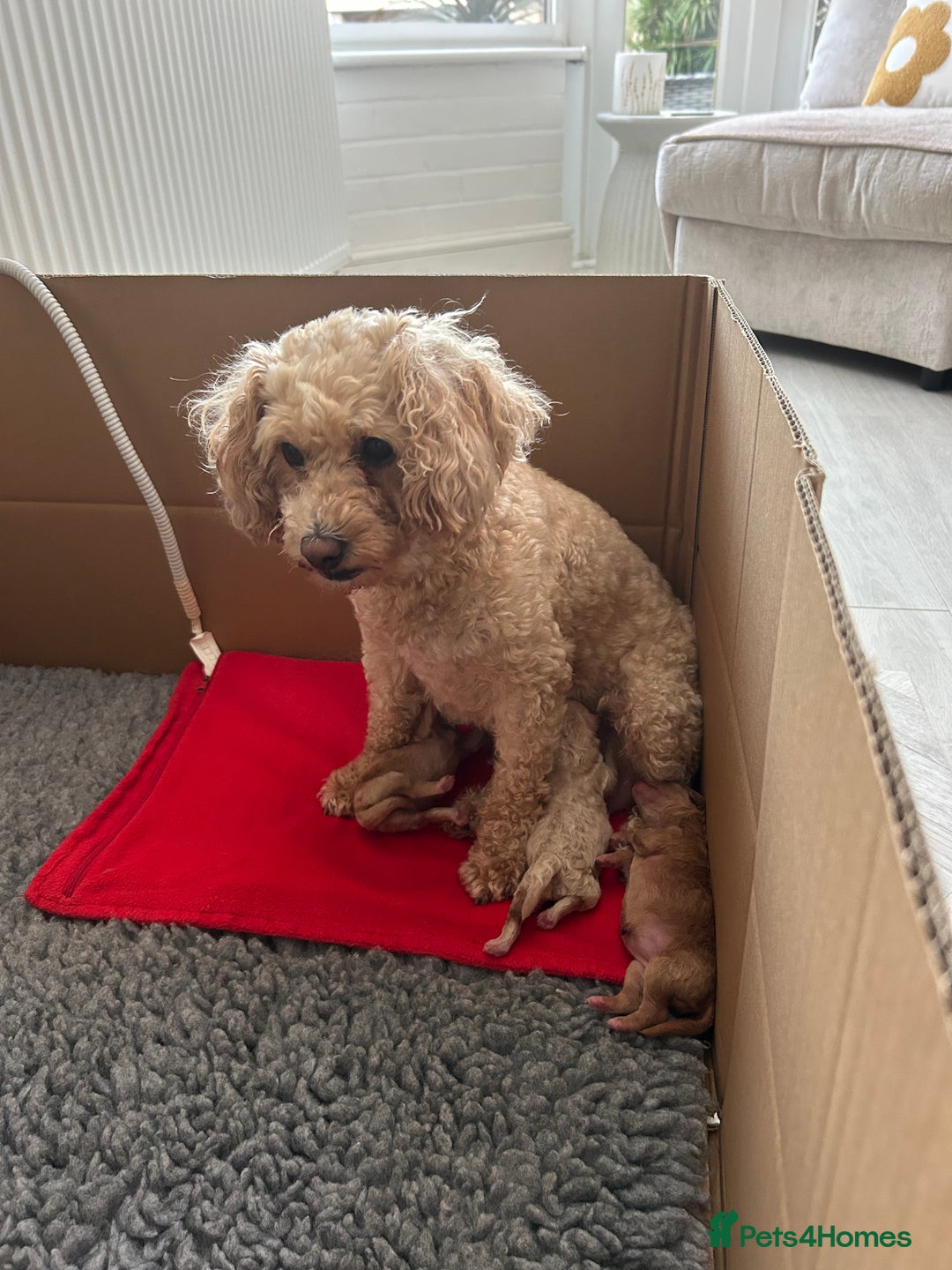 Cavapoochon dogs for sale: 5* Gorgeous F1b Cavapoochons - Image 11