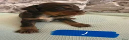 Cocker Spaniel dogs for sale: 8 cocker spaniel pups - Advert 3