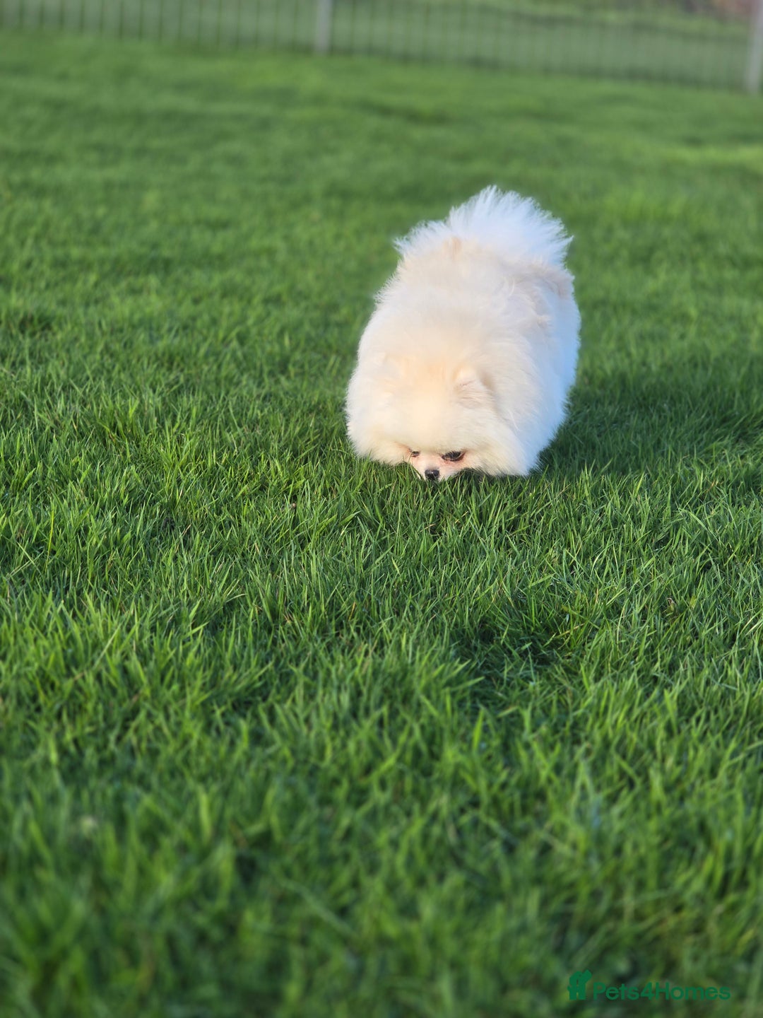 Pomeranian dogs for stud: 🌟 PREMIUM STUD SERVICE: "KIMCHI" 🌟 - Advert 8