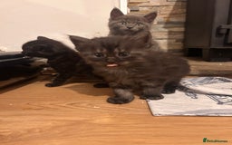Maine Coon cats for sale: Maine coon x BSH babies - Image 5