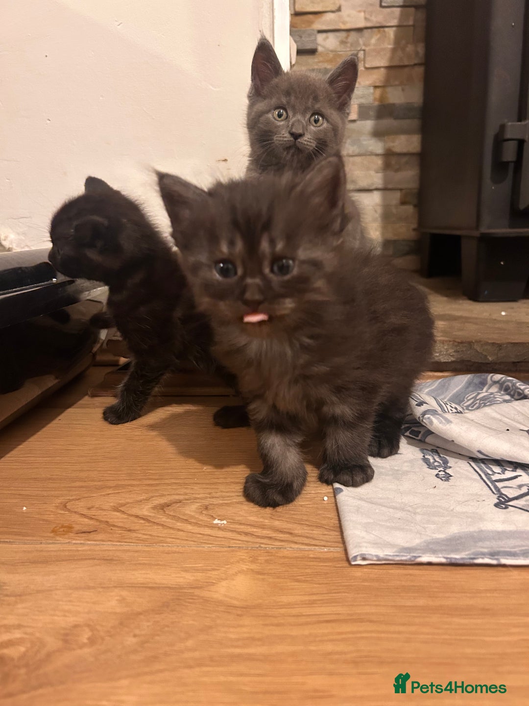 Maine Coon cats for sale: Maine coon x BSH babies - Image 5