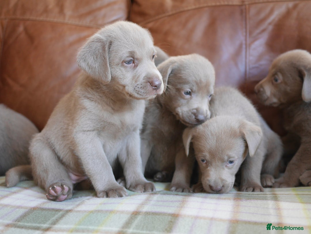 Labrador Retriever dogs for sale: Quality Health Tested Silver Labrador Puppies - Advert 5