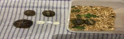 Tortoise reptiles for sale: Leopard tortoise baby’s  - Advert 7